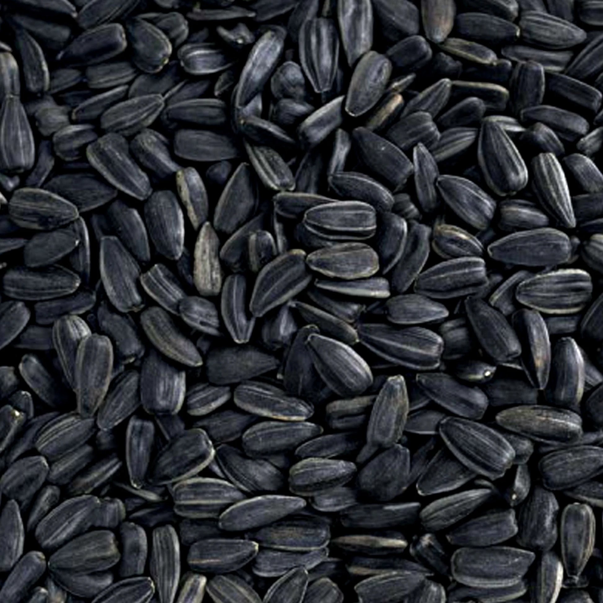 Sunflower Seeds 14 Lb No Grow Birdseed, Wild Bird Food. Dry, New