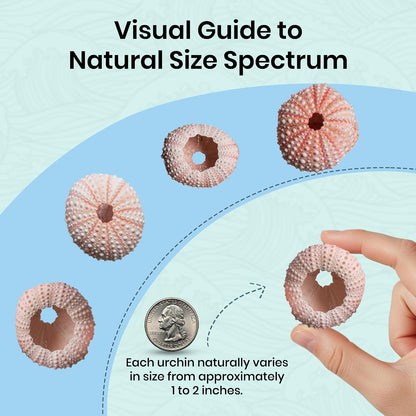 Sea Urchins Shells for Air Plants - 5 Pink (1-2") Sea Urchin Shells - Hanging Air Plant Holder - Air Plants Live Holders - No Plants Included
