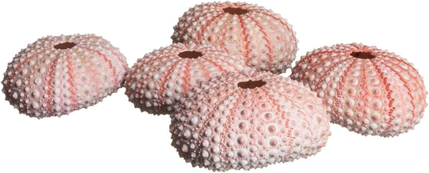 Sea Urchins Shells for Air Plants - 5 Pink (1-2") Sea Urchin Shells - Hanging Air Plant Holder - Air Plants Live Holders - No Plants Included
