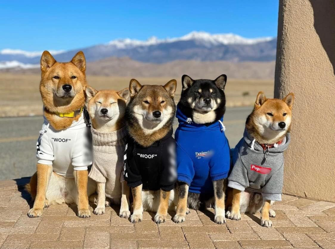 Stylish Streetwear Blue Dog Sweatshirt Tracksuits, Cats Hoodies, Dog Outfit for Cat Puppy Small Medium (L)