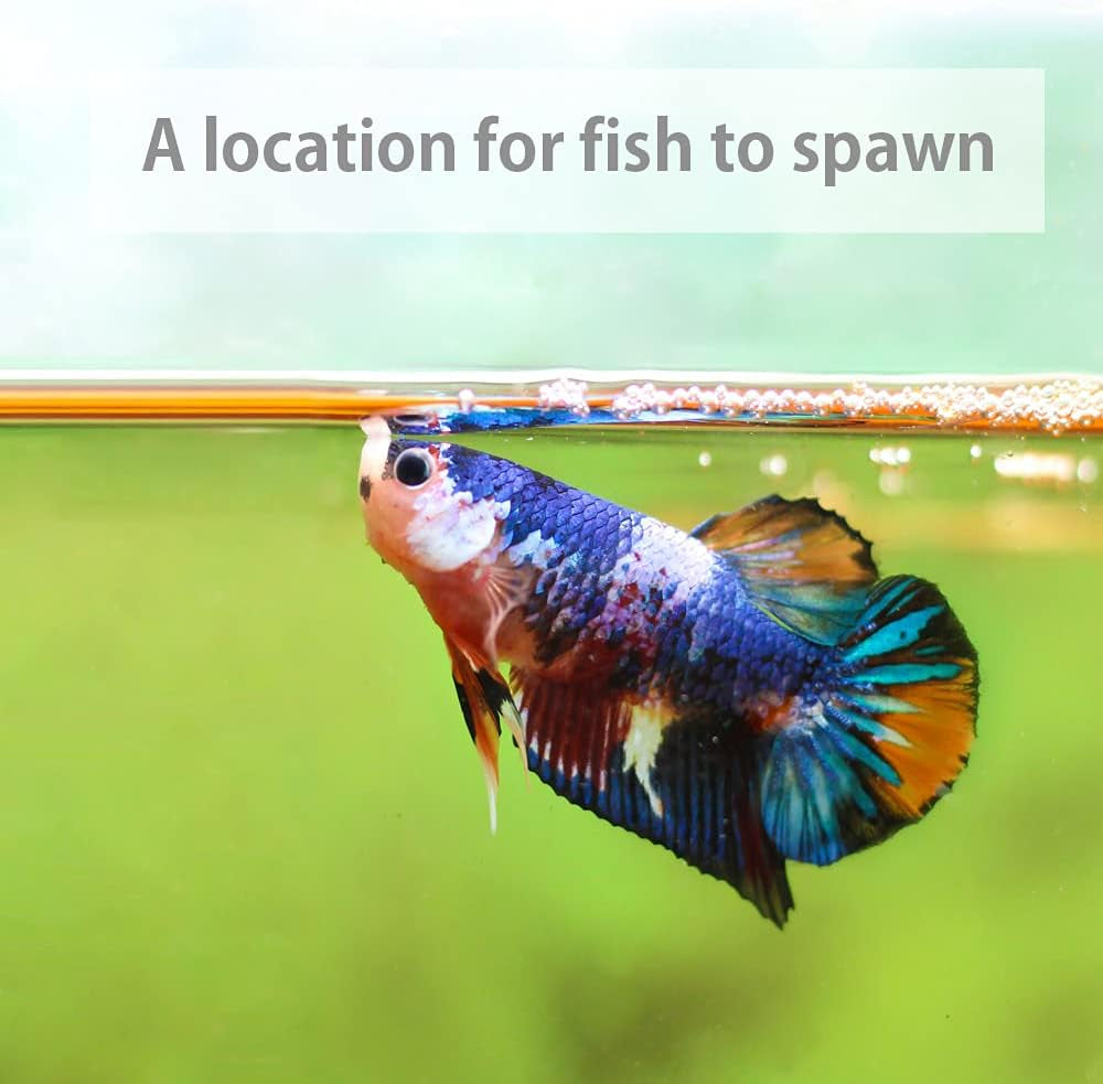 Premium Indian Almond Leave. Pack 50G(20-25 Leaves) Size 6-9" Aquarium Decorations. Catappa Leaves Rich in Tannin. Superb to Be Health Better, Vitality, Successful Breeding! of Shrimp, Betta Fish Tank