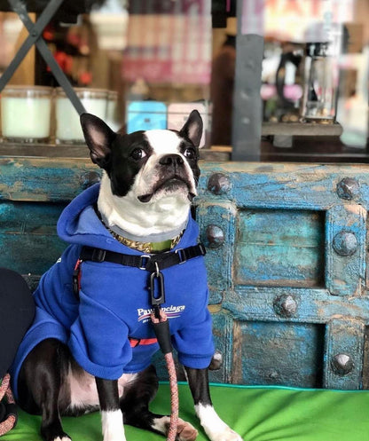 Stylish Streetwear Blue Dog Sweatshirt Tracksuits, Cats Hoodies, Dog Outfit for Cat Puppy Small Medium (L)
