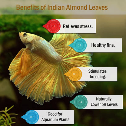 Premium Indian Almond Leave. Pack 50G(20-25 Leaves) Size 6-9" Aquarium Decorations. Catappa Leaves Rich in Tannin. Superb to Be Health Better, Vitality, Successful Breeding! of Shrimp, Betta Fish Tank