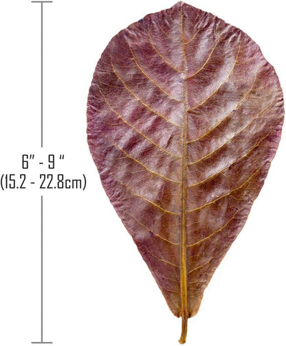 Premium Indian Almond Leave. Pack 50G(20-25 Leaves) Size 6-9" Aquarium Decorations. Catappa Leaves Rich in Tannin. Superb to Be Health Better, Vitality, Successful Breeding! of Shrimp, Betta Fish Tank
