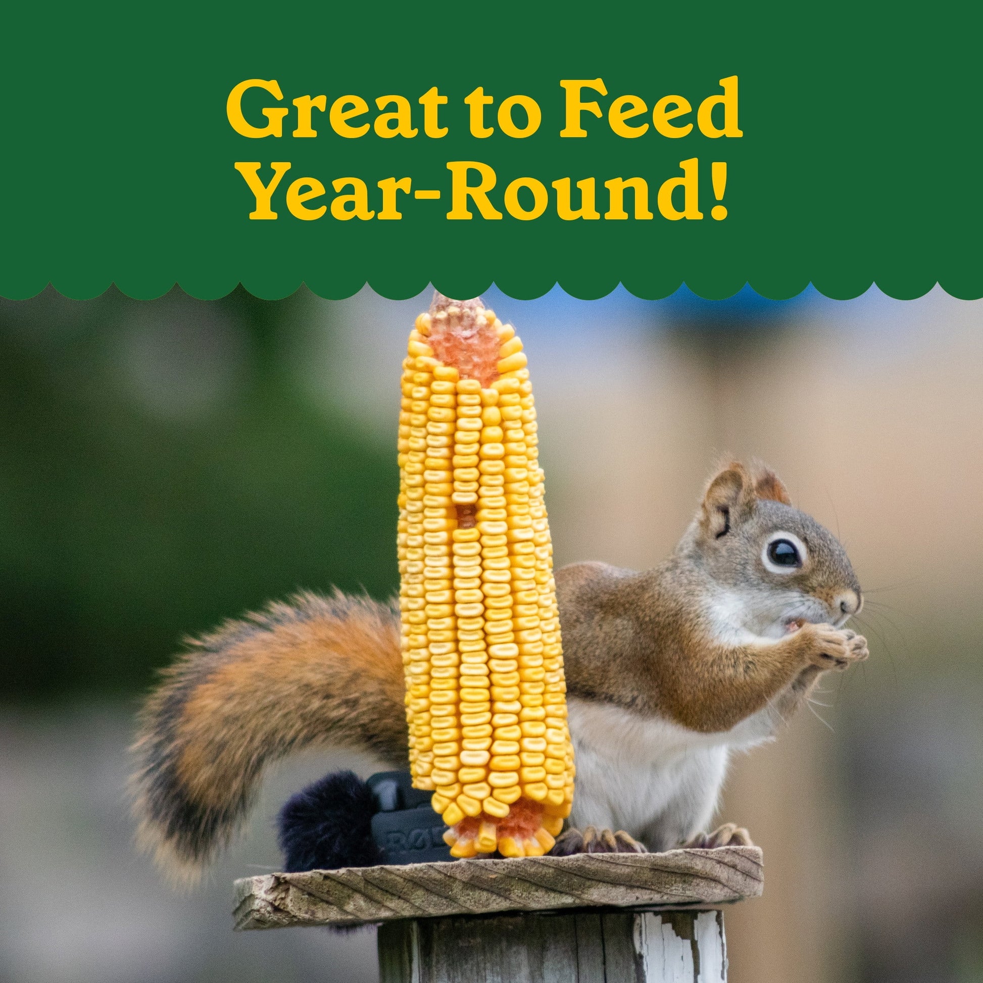 Classic Whole Ear Corn, Squirrel and Critter Feed, 6.5 Lb. Bag, Dry, 1 Pack