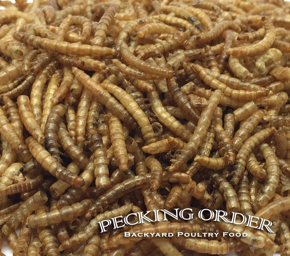 Red River Commodities  Dried Mealworms Backyard Chicken Feed & Treat, 10 Oz.