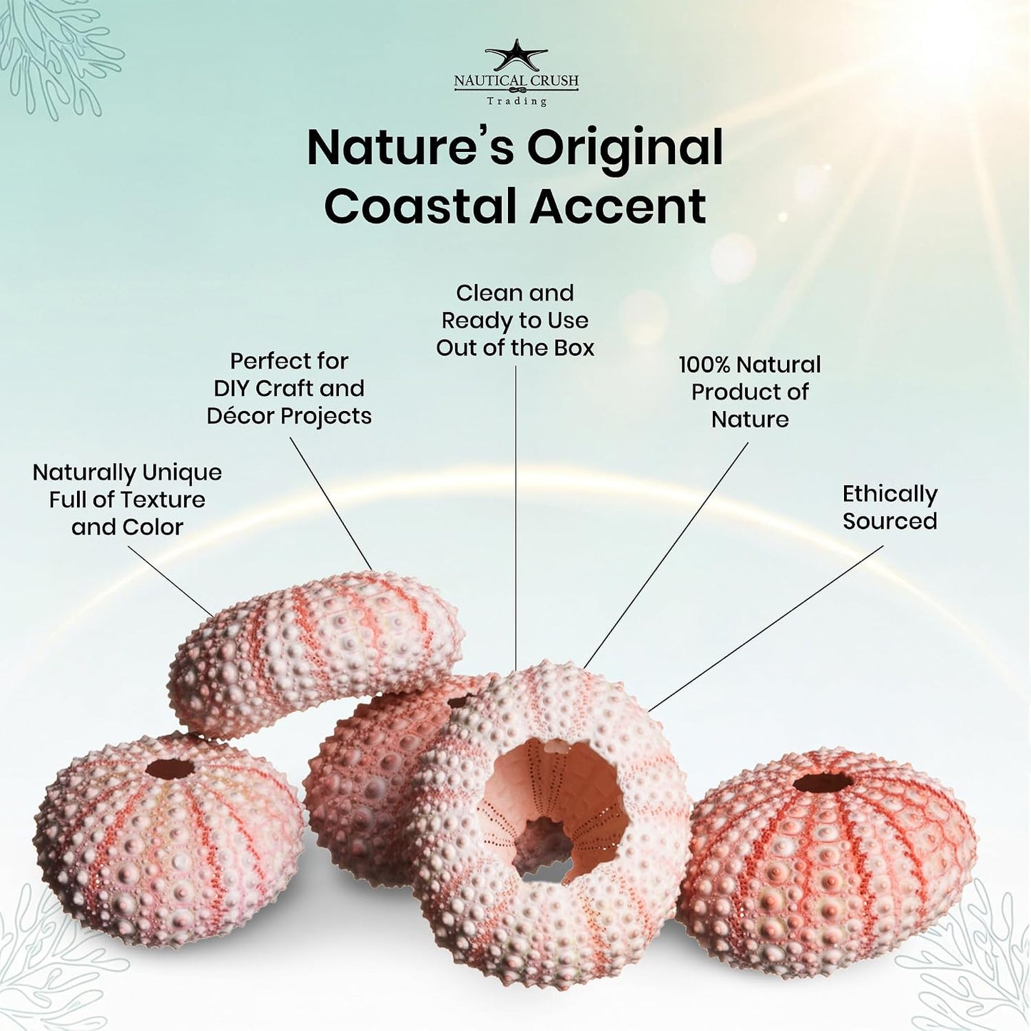 Sea Urchins Shells for Air Plants - 5 Pink (1-2") Sea Urchin Shells - Hanging Air Plant Holder - Air Plants Live Holders - No Plants Included