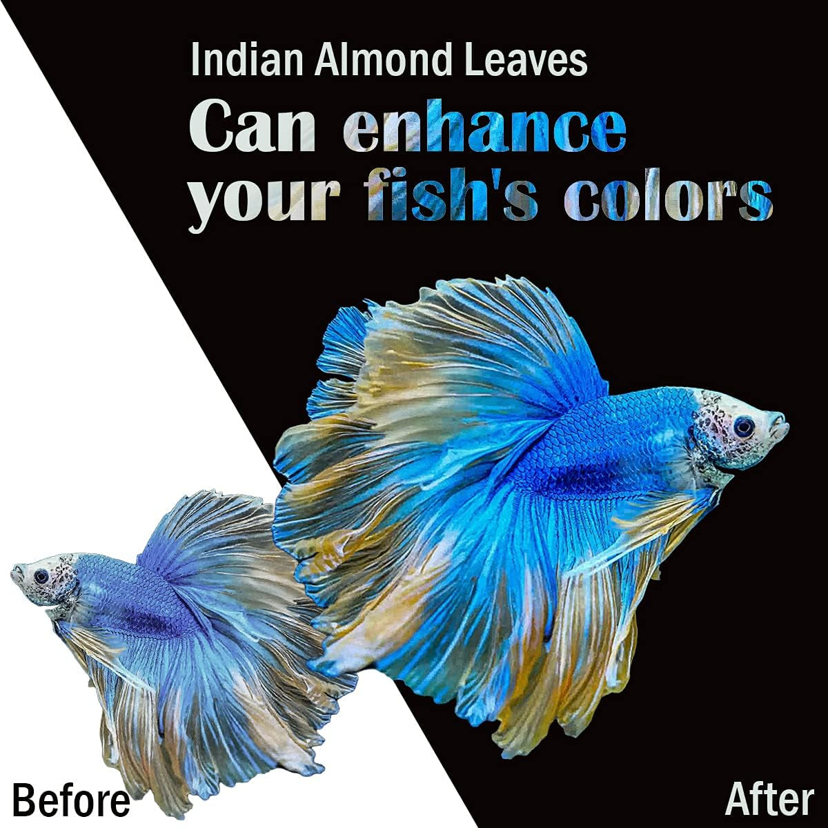Premium Indian Almond Leave. Pack 50G(20-25 Leaves) Size 6-9" Aquarium Decorations. Catappa Leaves Rich in Tannin. Superb to Be Health Better, Vitality, Successful Breeding! of Shrimp, Betta Fish Tank
