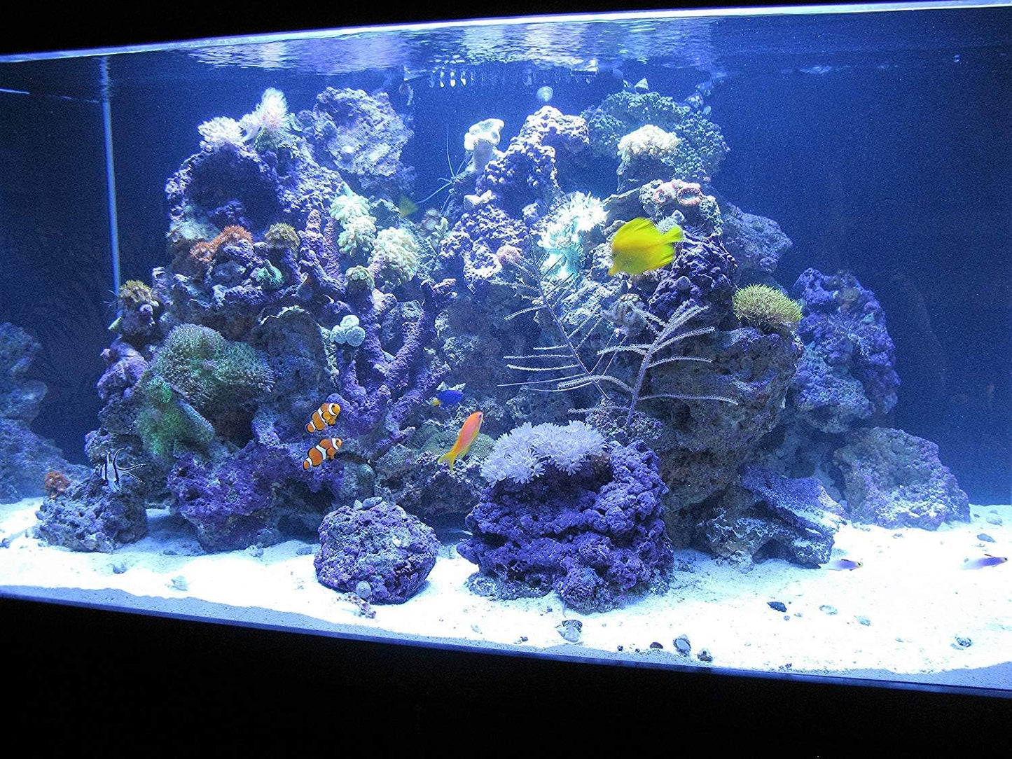 Crystal Cal Activated Carbon – Small Jar, Activated Charcoal for Aquariums and Fish Tanks