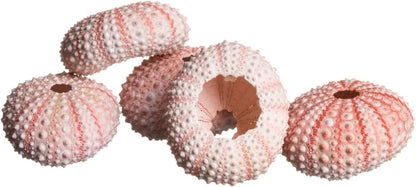 Sea Urchins Shells for Air Plants - 5 Pink (1-2") Sea Urchin Shells - Hanging Air Plant Holder - Air Plants Live Holders - No Plants Included