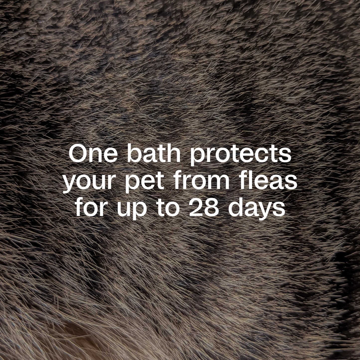 (2 Pack)  plus Flea & Tick Foaming Shampoo & Wash for Dogs & Puppies, Flea Shampoo to Treat Flea Infestations, Kills Ticks, Fleas, Flea Eggs & Lice, Cleans and Conditions Coat, 10 Fl Oz
