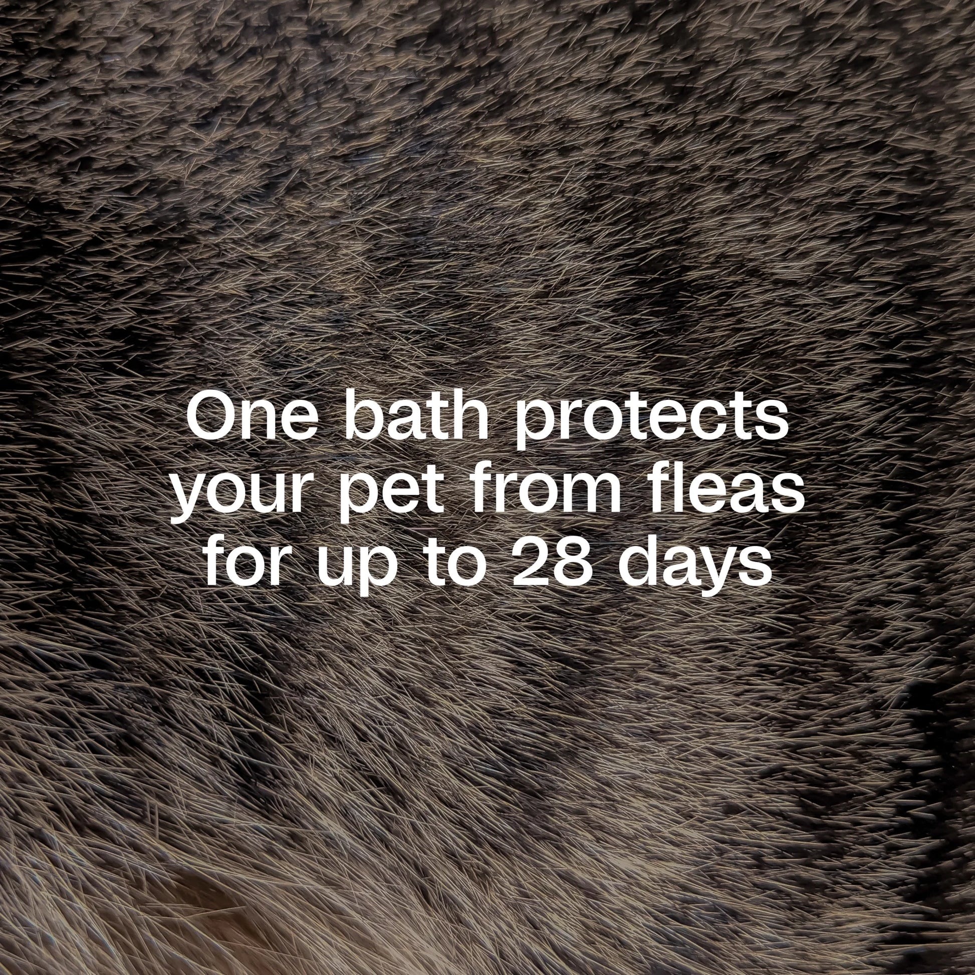 (2 Pack)  plus Flea & Tick Foaming Shampoo & Wash for Dogs & Puppies, Flea Shampoo to Treat Flea Infestations, Kills Ticks, Fleas, Flea Eggs & Lice, Cleans and Conditions Coat, 10 Fl Oz