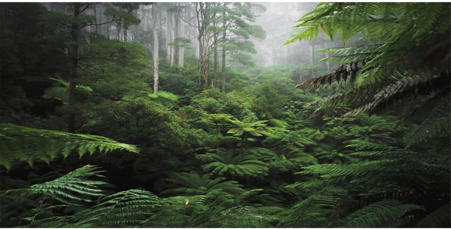 Foggy Forest Terrarium Background Green Tree Reptile Habitat Background Tropical Rainforest Aquarium Background 48X24 Inches