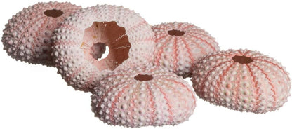 Sea Urchins Shells for Air Plants - 5 Pink (1-2") Sea Urchin Shells - Hanging Air Plant Holder - Air Plants Live Holders - No Plants Included