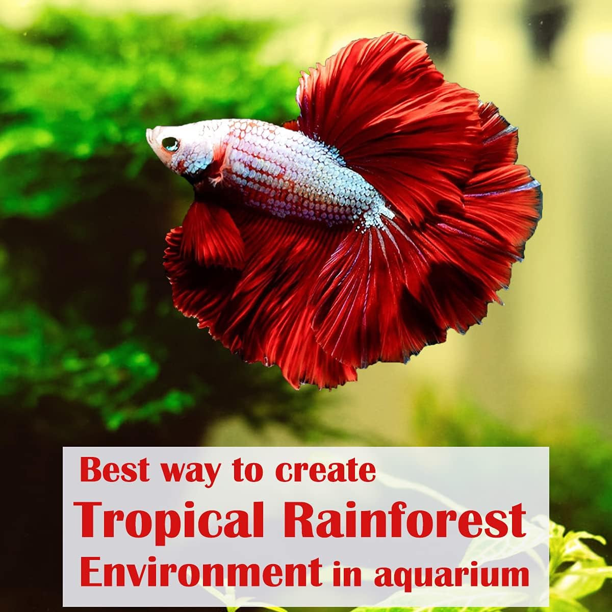 Premium Indian Almond Leave. Pack 50G(20-25 Leaves) Size 6-9" Aquarium Decorations. Catappa Leaves Rich in Tannin. Superb to Be Health Better, Vitality, Successful Breeding! of Shrimp, Betta Fish Tank
