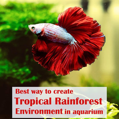 Premium Indian Almond Leave. Pack 50G(20-25 Leaves) Size 6-9" Aquarium Decorations. Catappa Leaves Rich in Tannin. Superb to Be Health Better, Vitality, Successful Breeding! of Shrimp, Betta Fish Tank