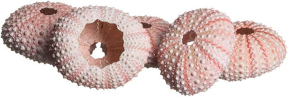 Sea Urchins Shells for Air Plants - 5 Pink (1-2") Sea Urchin Shells - Hanging Air Plant Holder - Air Plants Live Holders - No Plants Included