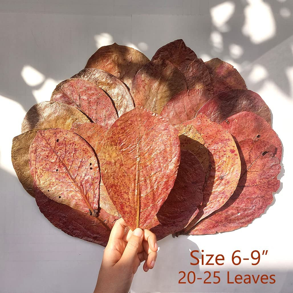 Premium Indian Almond Leave. Pack 50G(20-25 Leaves) Size 6-9" Aquarium Decorations. Catappa Leaves Rich in Tannin. Superb to Be Health Better, Vitality, Successful Breeding! of Shrimp, Betta Fish Tank