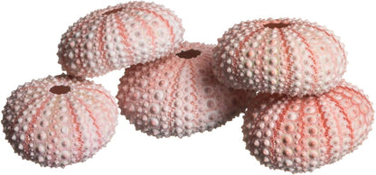 Sea Urchins Shells for Air Plants - 5 Pink (1-2") Sea Urchin Shells - Hanging Air Plant Holder - Air Plants Live Holders - No Plants Included