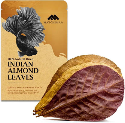 Premium Indian Almond Leave. Pack 50G(20-25 Leaves) Size 6-9" Aquarium Decorations. Catappa Leaves Rich in Tannin. Superb to Be Health Better, Vitality, Successful Breeding! of Shrimp, Betta Fish Tank
