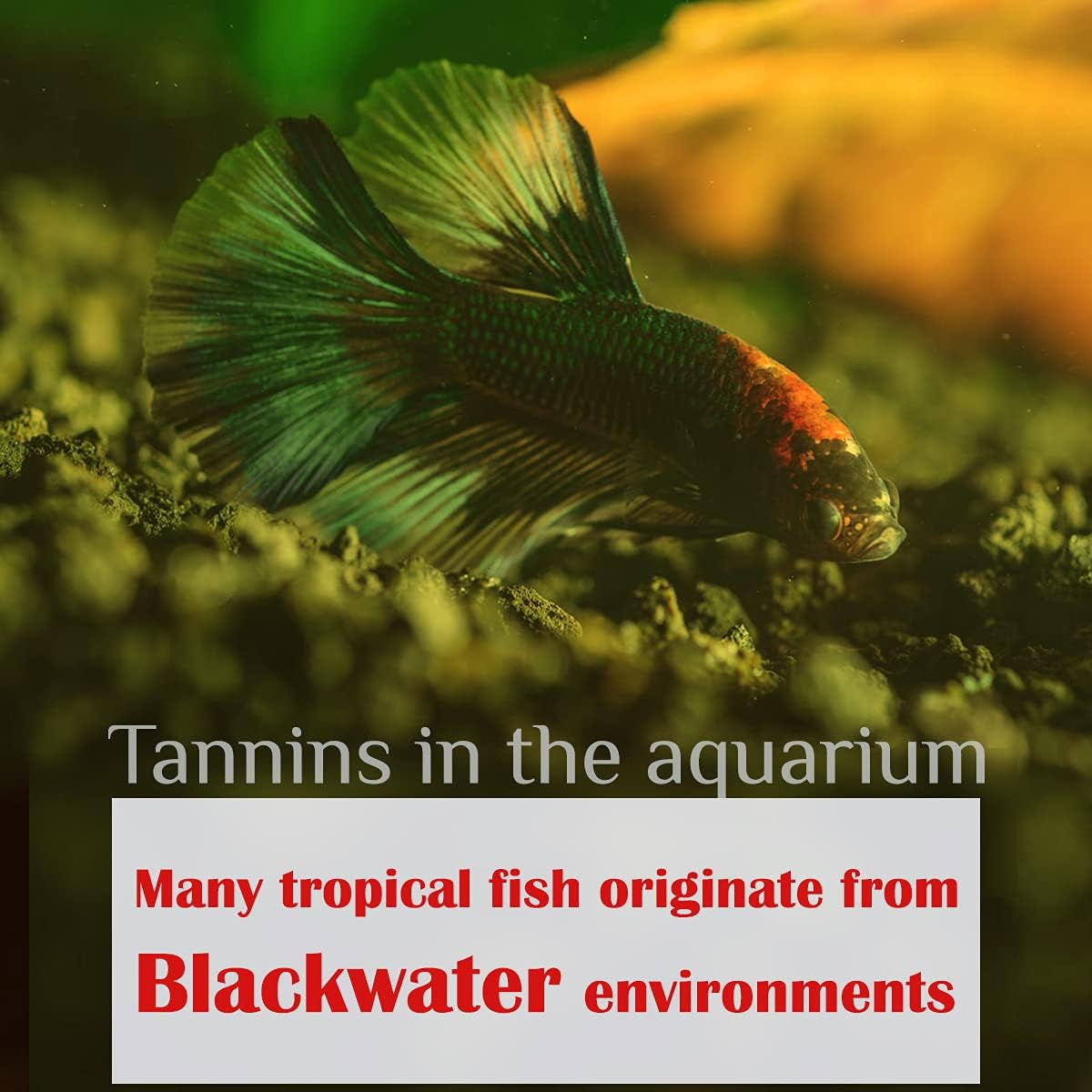 Premium Indian Almond Leave. Pack 50G(20-25 Leaves) Size 6-9" Aquarium Decorations. Catappa Leaves Rich in Tannin. Superb to Be Health Better, Vitality, Successful Breeding! of Shrimp, Betta Fish Tank