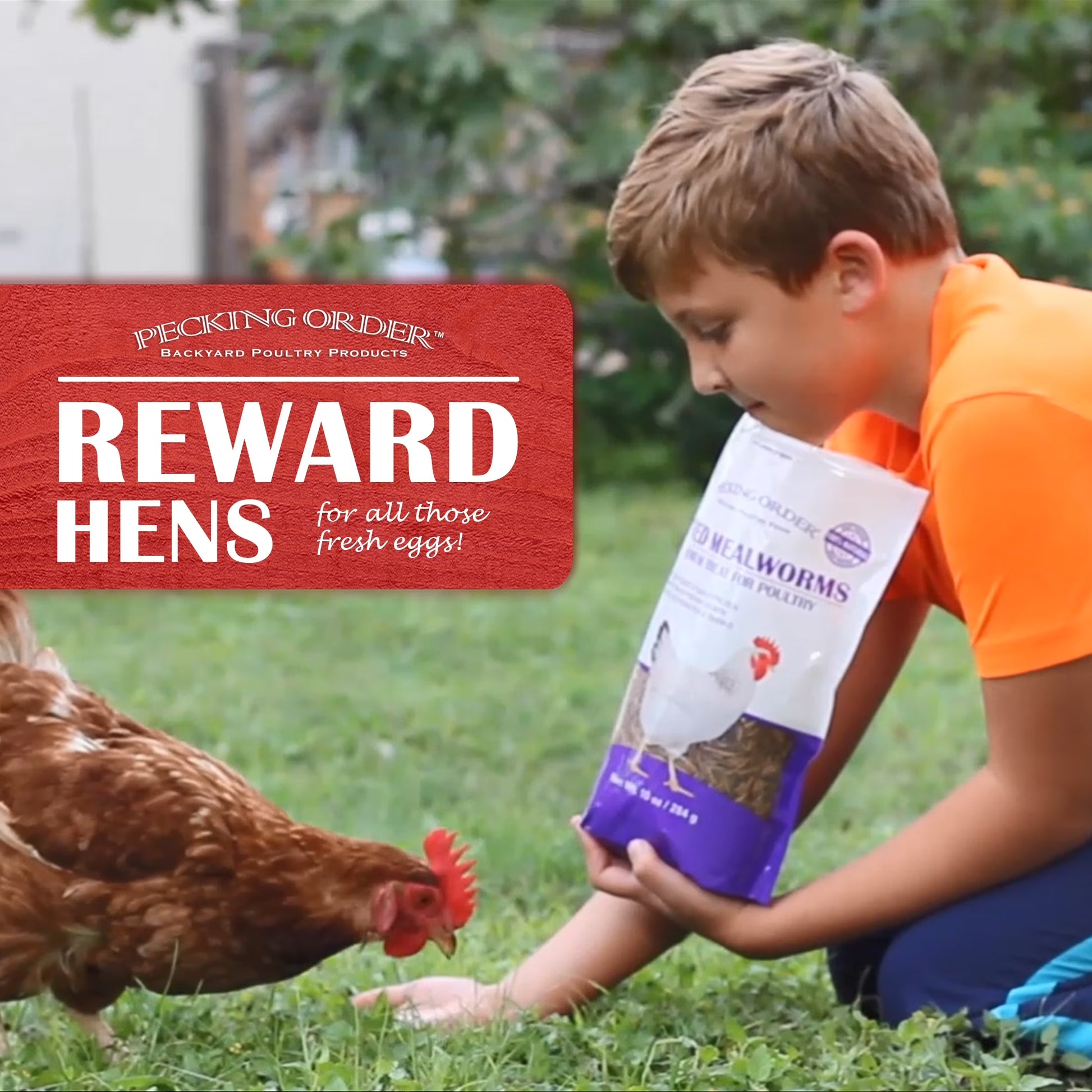 Red River Commodities  Dried Mealworms Backyard Chicken Feed & Treat, 10 Oz.