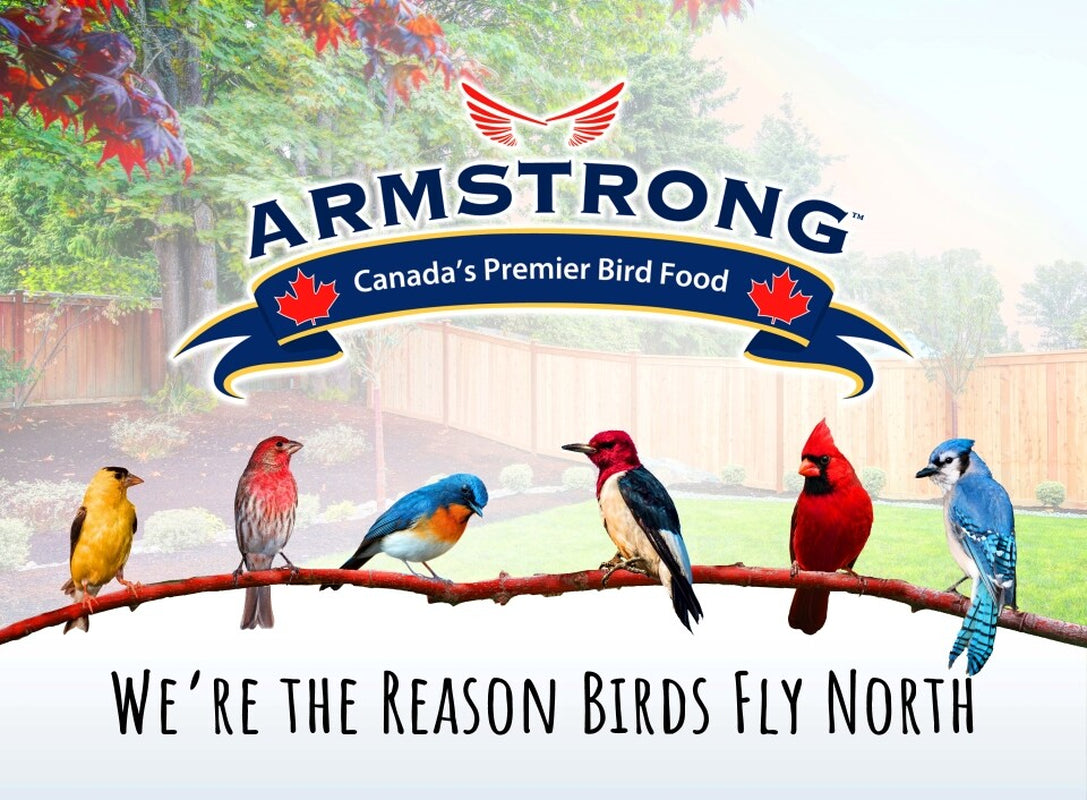 Armstrong Wild Bird Food All Season Bird Seed Blend, 20Lb, High Energy Diet